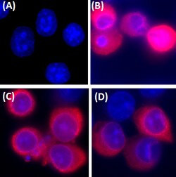Biolegend Purified anti-6-His Epitope Tag, Quantity: Each of 1