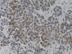 Biolegend Anti-MRP1 (ABCC1), Quantity: Each of 1
