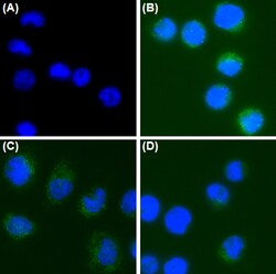 Biolegend Purified anti-CD66C (CEACAM 6), Quantity: Each of 1
