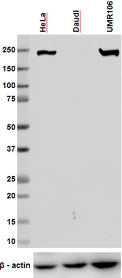 Biolegend Purified Non-muscle Myosin Heavy Chain II-B, Quantity: Each of