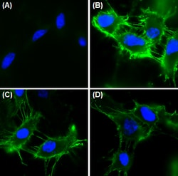 Biolegend Purified anti-CD31 (PECAM-1), Quantity: Each of 1