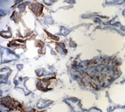 Biolegend Purified (azide-free) anti-CD49b (Integrin α2), Quantity: Each