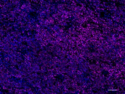 Biolegend Alexa Fluor 647 anti-HMB-45, Quantity: Each of 1