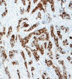 Biolegend Purified anti-BRST-2 (GCDFP-15), Quantity: Each of 1