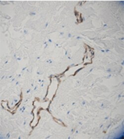 Biolegend Purified (azide-free) anti-Podoplanin (Lymphatic Endothelial