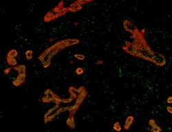 Biolegend Alexa Fluor 594 anti-Podoplanin (Lymphatic Endothelial Marker),