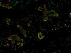 Biolegend Alexa Fluor 647 anti-Podoplanin (Lymphatic Endothelial Marker),