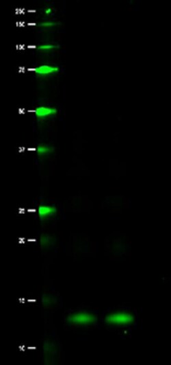 Biolegend Purified anti-HIV TAT, Quantity: Each of 1