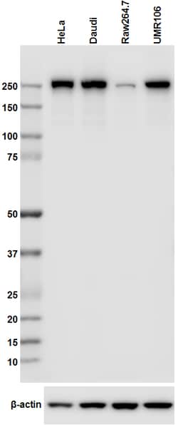 Biolegend Purified anti-RNA Polymerase II RPB1, Quantity: Each of 1