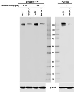 Biolegend Direct-Blot HRP anti-RNA Polymerase II RPB1, Quantity: Each of
