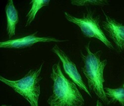 Biolegend Anti-Tubulin β-3, Polymerized (TUBB3), Quantity: Each of 1