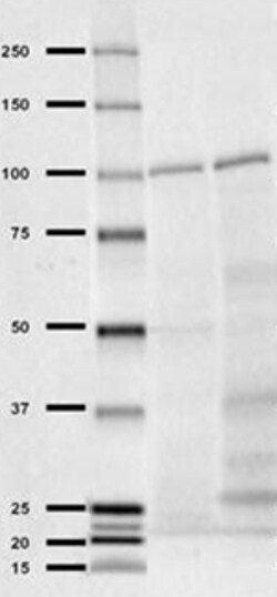 Biolegend Purified anti-Insulin Degrading Enzyme (IDE), Quantity: Each