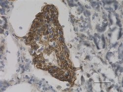 Biolegend Anti-CD49C (Integrin α3), Quantity: Each of 1