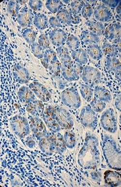 Biolegend Anti-BG-4, Quantity: Each of 1