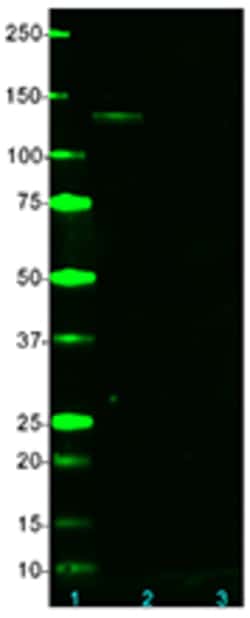 Biolegend Anti-Myosin Phosphatase, Quantity: Each of 1