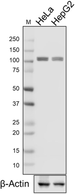 Biolegend Purified anti-E1 Ubiquitin Activating Enzyme, Quantity: Each