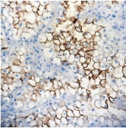 Biolegend Purified anti-Blood Group Antigen Precursor (BG1), Quantity: