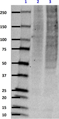 Biolegend Purified anti-Polyubiquitin (K63-linkage), Quantity: Each of