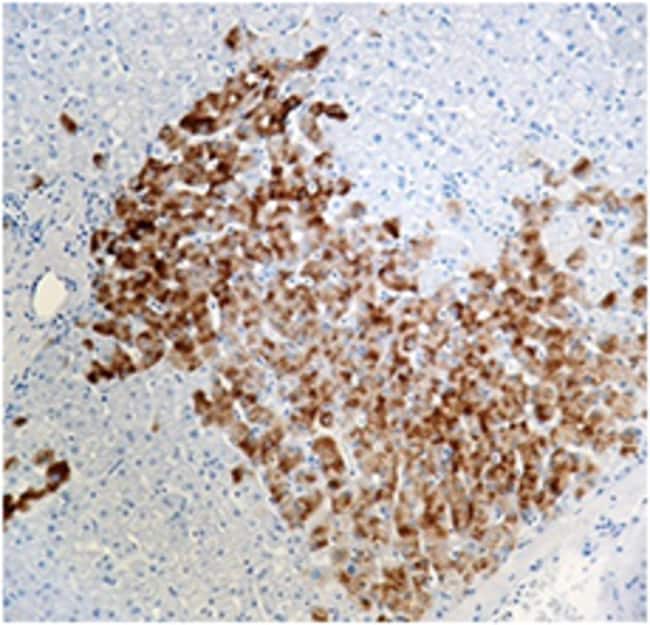 Biolegend Purified antiHepatitis B Surface Antigen (HBsAg), Quantity