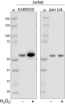Biolegend Purified anti-Lck Phospho (Tyr394), Quantity: Each of 1