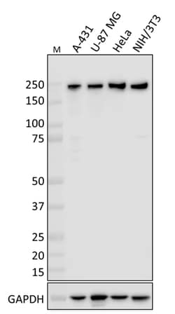 Biolegend Purified anti-eIF4G1, Quantity: Each of 1