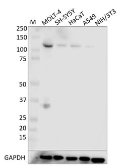 Biolegend Purified anti-Rb, Quantity: Each of 1