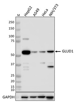 Biolegend Purified anti-GLUD1, Quantity: Each of 1