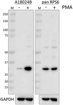 Biolegend Purified anti-RPS6 Phospho (Ser244), Quantity: Each of 1