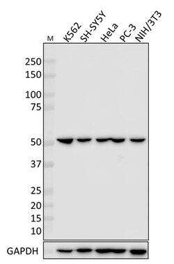 Biolegend Purified anti-Reptin (RuvBL2), Quantity: Each of 1