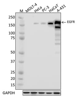 Biolegend Purified anti-EGFR, Quantity: Each of 1