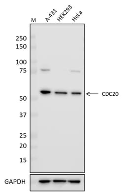 Biolegend Purified anti-CDC20, Quantity: Each of 1
