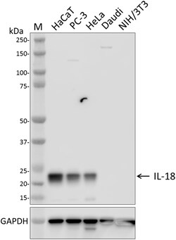 Biolegend Purified anti-IL-18, Quantity: Each of 1
