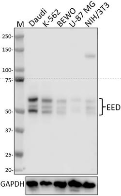 Biolegend Purified anti-EED, Quantity: Each of 1