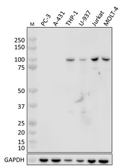 Biolegend Purified anti-VAV, Quantity: Each of 1