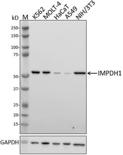 Biolegend Purified anti-IMPDH1, Quantity: Each of 1