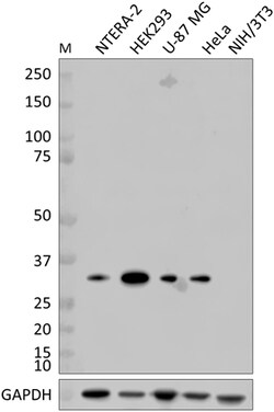 Biolegend Purified anti-RPA32/RPA2, Quantity: Each of 1