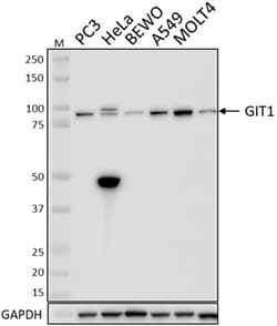 Biolegend Purified anti-GIT1, Quantity: Each of 1