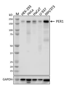 Biolegend Purified anti-PER1, Quantity: Each of 1