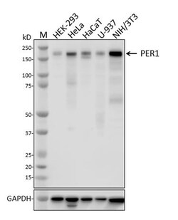 Biolegend Purified anti-PER1, Quantity: Each of 1