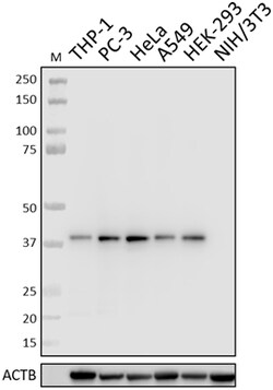 Biolegend Purified anti-Aurora B Recombinant, Quantity: Each of 1