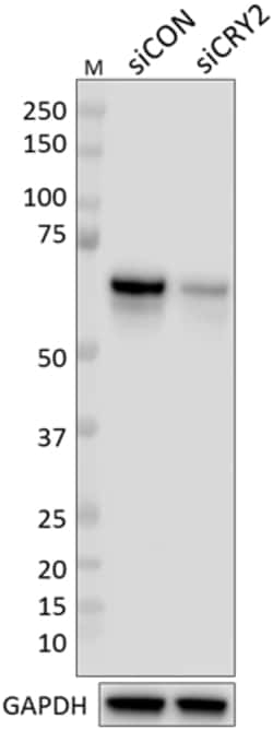 Biolegend Purified anti-CRY2, Quantity: Each of 1