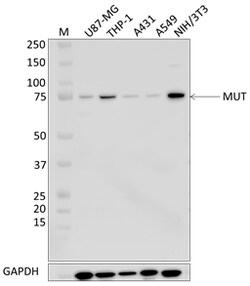Biolegend Purified anti-MUT, Quantity: Each of 1