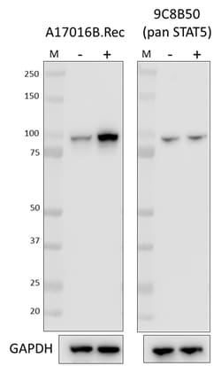 Biolegend Purified anti-STAT5 Phospho (Tyr694), Quantity: Each of 1