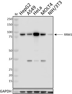 Biolegend Purified anti-RRM1, Quantity: Each of 1