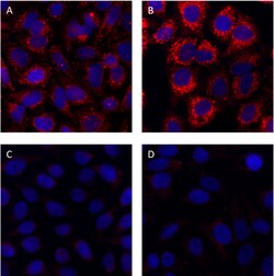 Biolegend Purified anti-p62 (SQSTM1), Quantity: Each of 1