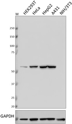 Biolegend Purified anti-ERp57, Quantity: Each of 1
