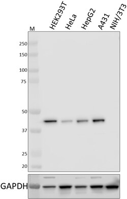 Biolegend Purified anti-RRM2, Quantity: Each of 1