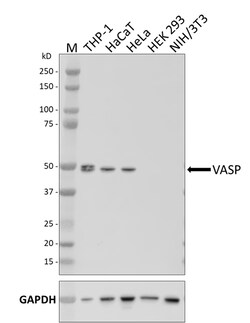 Biolegend Purified anti-VASP, Quantity: Each of 1