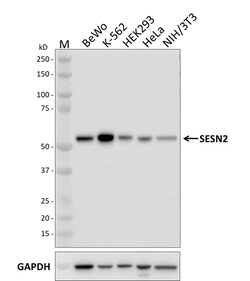 Biolegend Purified anti-SESN2, Quantity: Each of 1