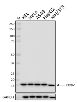 Biolegend Purified anti-COX IV, Quantity: Each of 1